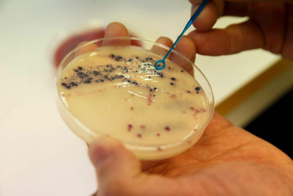 Antibiotikaresistente bakterier / MRSA bakterier her i laboratoriet på Veterinærinstituttet i Oslo. Arkivfoto: Cornelius Poppe / NTB scanpix