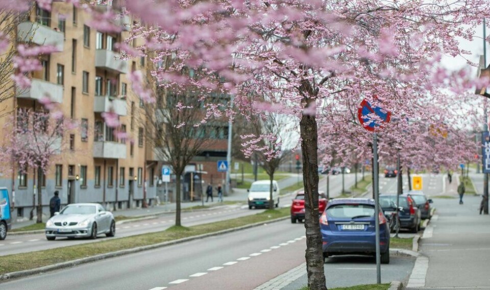 BLOMSTRING: Tøyen skal være grønn, heter det i det åttende Tøyen-bud. Eller rosa når de japanske kirsebærtrærne blomstrer i Kjølberggata. FOTO: AUDUN BRAASTAD/NTB SCANPIX