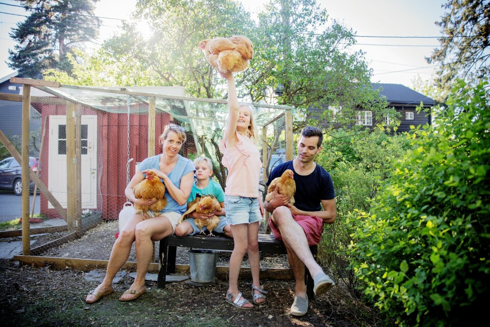 Hønsebønder i byen: – Det beste med å ha høner er eggene, synes Helena. Aksel synes det er best å bruke dem i pannekakerøra. – Eh, men der jukser vi og bruker pose, innrømmer mamma Helena lattermildt. Fra venstre Helena (39), Aksel (6), Julia (8) og Lars Johan (37). Hønsebønder i byen: – Det beste med å ha høner er eggene, synes Helena. Aksel synes det er best å bruke dem i pannekakerøra. – Eh, men der jukser vi og bruker pose, innrømmer mamma Helena lattermildt. Fra venstre Helena (39), Aksel (6), Julia (8) og Lars Johan (37).