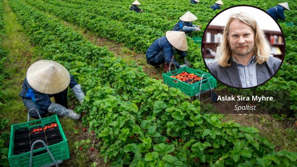 Vietnamesise jordbærplukkere jobber i en åkerved Minnesund i Viken Vietnamesise jordbærplukkere jobber i en åkerved Minnesund i Viken