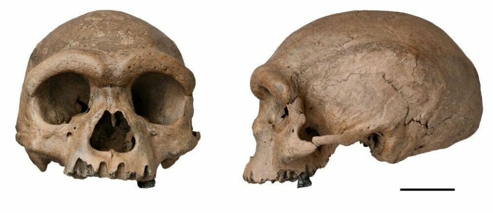 Denne hodeskallen kan tilhøre en menneskeart som er nærmere det moderne mennesket enn neandertalerne. Denne hodeskallen kan tilhøre en menneskeart som er nærmere det moderne mennesket enn neandertalerne.