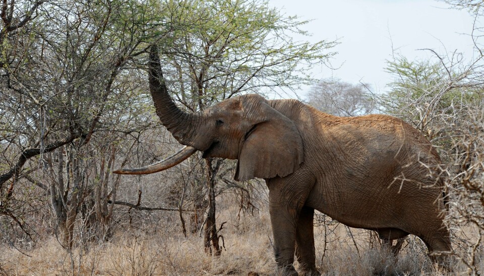 Ilustrasjonsfoto: NTB An elephant uses its trunk to reach the upper branches of a tree over the dry brush as he searches for food at the Tsavo West National Park in southern Kenya on August 21, 2009. Patrick Omondi, who is head of species conservation at the Kenya Wildlife Service, said that the number of elephants killed for their tusks in his country more than doubled between 2007 and 2008. The latest figures for 2009 suggest it may double again by the close of this year. A combination of the soaring value of ivory and the fact that wildlife crime is a low priority for most law enforcement agencies means that ivory poaching and trafficking has attracted the interest of international criminal syndicates who is estimated make profits that reach into the tens of billions of dollars . Poaching for elephant and rhino tusks has been on the rise in Africa since the 2007 partial lifting of an international trade ban to allow a one-off sale to China and Japan by Botswana, Namibia, South Africa and Zimbabwe, KWS said. AFP PHOTO/Roberto SCHMIDT