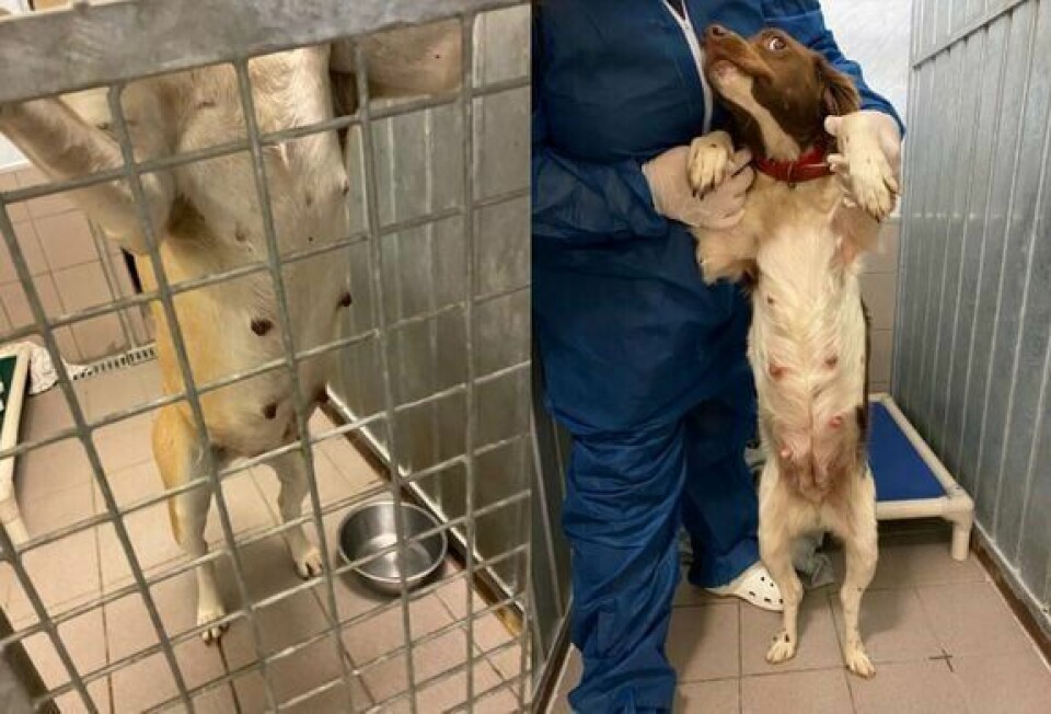 To høydrektige gatehunder fra Spania ble stanset på Gardermoen. I hundepassene var det oppgitt feil alder, hundene manglet dokumentasjon og rabiesvaksinen som var gitt den ene tispen hadde ikke gitt tilstrekkelig beskyttelse. Den ene hunden testet også positivt for Leishmaniose, som er en alvorlig sykdom som kan ramme hunder, katter og mennesker. To gravide hunder på Gardermoen