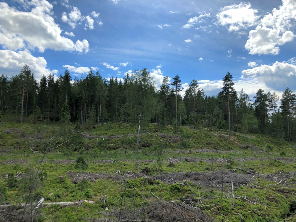 Ved en flatehogst hogges de fleste trærne på flata, deretter plantes det på nytt.