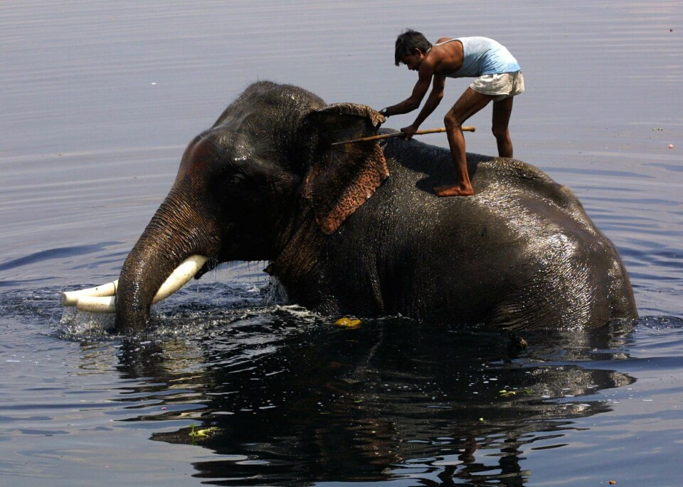 Elefanter som benyttes i tømmerindustrien og i andre arbeidssammenhenger på Sri Lanka, har krav på to og en halv times bad hver dag. Dette bildet er fra India, der en elefant får et etterlengtet bad i Yamuna-elven. Elefanter som benyttes i tømmerindustrien og i andre arbeidssammenhenger på Sri Lanka, har krav på to og en halv times bad hver dag. Dette bildet er fra India, der en elefant får et etterlengtet bad i Yamuna-elven. Foto: Terje Bendiksby / NTB