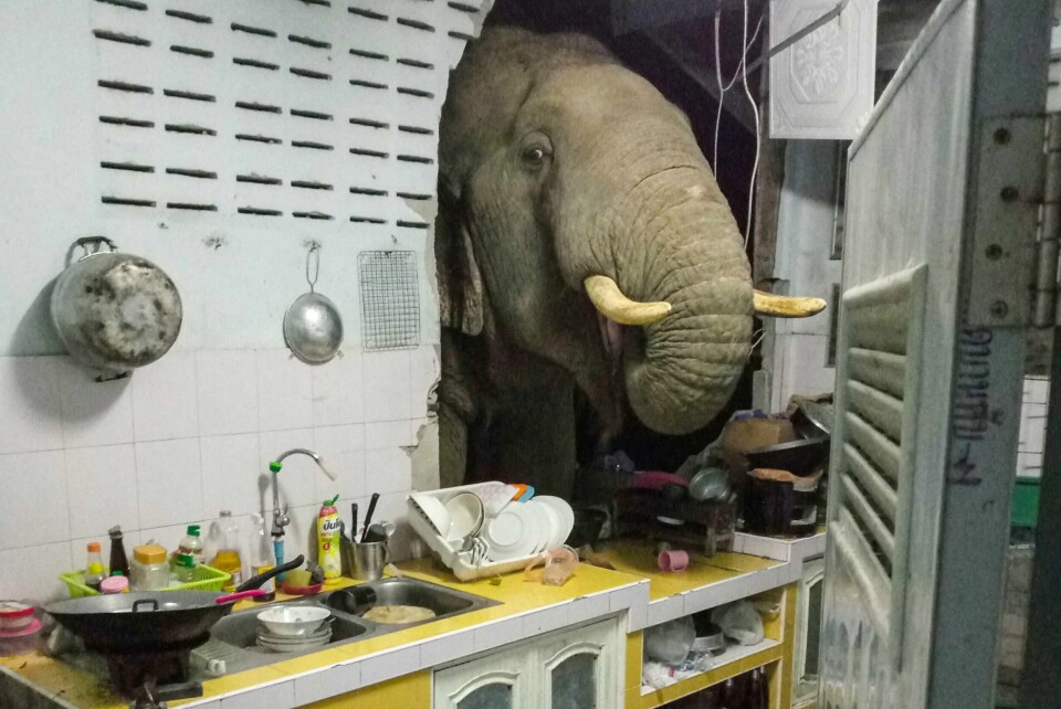 Elefanten Boonchuay på jakt etter mat. TOPSHOT - This photograph taken on June 20, 2021 and received courtesy of Radchadawan Peungprasopporn via her Facebook account on June 22, 2021 shows an elephant searching for food in the kitchen of her home in Pa La-U, Hua Hin. (Photo by Radchadawan PEUNGPRASOPPORN / FACEBOOK / AFP) / -----EDITORS NOTE --- RESTRICTED TO EDITORIAL USE - MANDATORY CREDIT 'AFP PHOTO /FACEBOOK ACCOUNT OF RADCHADAWAN PEUNGPRASOPPORN ' - NO MARKETING - NO ADVERTISING CAMPAIGNS - DISTRIBUTED AS A SERVICE TO CLIENTS