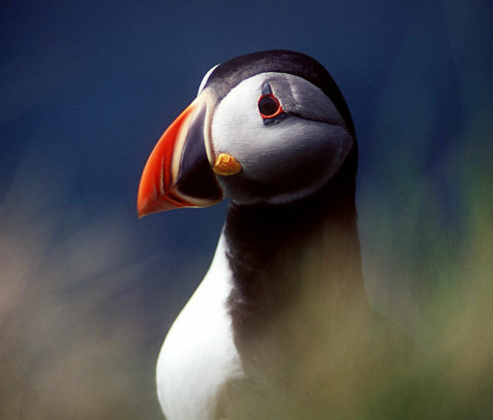 Lundefuglen flyr i motvind. Bestanden er nærmere halvert, påpeker WWF Verdens naturfond. Miljøorganisasjonen er på ingen måte fornøyd med regjeringens respons i forslaget til statsbudsjett. Der kuttes det i stedet for at det plusses på. Lundefuglen flyr i motvind. Bestanden er nærmere halvert, påpeker WWF Verdens naturfond. Miljøorganisasjonen er på ingen måte fornøyd med regjeringens respons i forslaget til statsbudsjett. Der kuttes det i stedet for at det plusses på.