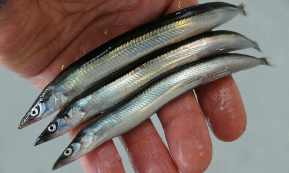 Tobis har en sentral rolle i økosystemet, påpeker Havforskningsinstituttet. Den lille fisken er en viktig matkilde for mange typer større fisk, sjøpattedyr og sjøfugler. I tillegg er den en viktig inntektskilde for mange fiskere.