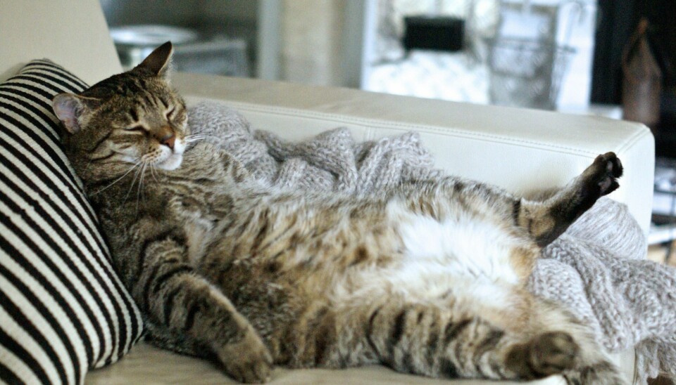 Dagsavisens lesere er omtrent som denne katten, bare mer glad i høye skatter. lat og pen katt.