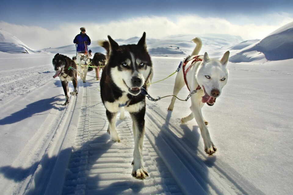 På Sirdal Huskyfarm i Sirdal kan du være med på tre timers «huskyfarm adventure», tilpasset hele familien. Foto - Sirdal Huskyfarm På Sirdal Huskyfarm i Sirdal kan du være med på tre timers «huskyfarm adventure», tilpasset hele familien. Foto - Sirdal Huskyfarm