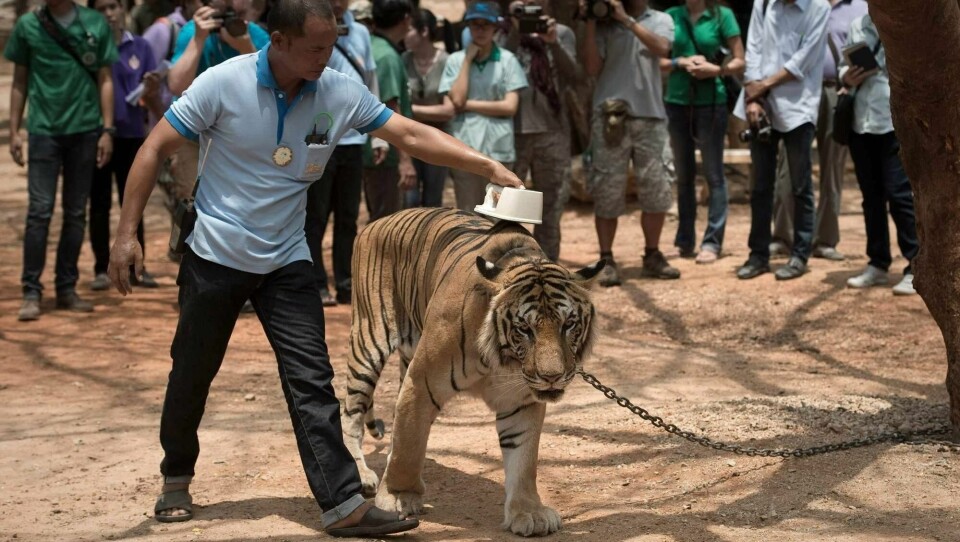 På dette bildet fra 2015 skannes mikrochipen på en av tigrene fra tigertempelet Wat Pha Luang Ta Bua. Nå er 86 av de 147 tigrene som ble reddet fra tempelet døde.