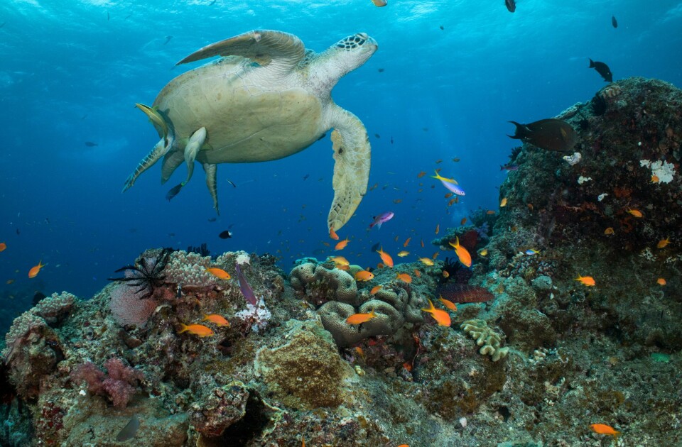 Skysalting har blitt brukt i et forsøk på å bevare verdens største korallrev, The Great Barrier Reef, i Australia. Revet er hjemmet til 1600 forskjellige fiskearter. Skysalting har blitt brukt i et forsøk på å bevare verdens største korallrev, The Great Barrier Reef i Australia.