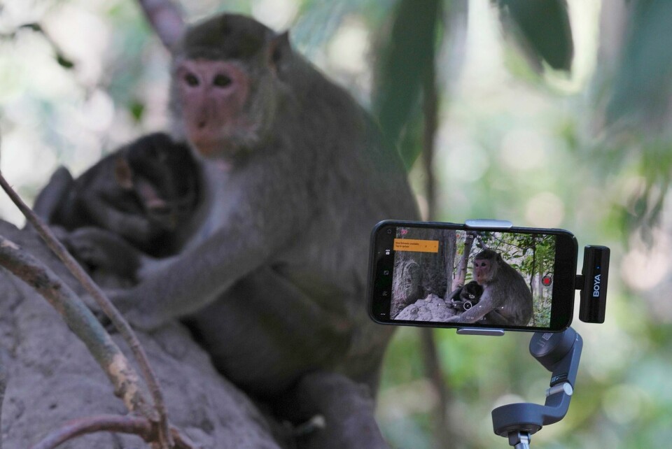 Youtuber Lum Daro filmer aper i Angkor for å tjene penger. Han sier at han ikke har sett mishandling av apene, men han går selv tett innpå dyrene for å få de beste filmene. Her filmer han en ape med en liten unge. Youtuber Lum Daro filmer aper i Angkor for å tjene penger. Han sier at han ikke har sett mishandling av apene, men han går selv tett innpå dyrene for å få de beste filmene. Her filmer han en ape med en liten unge. Foto: Heng Sinith / AP / NTB