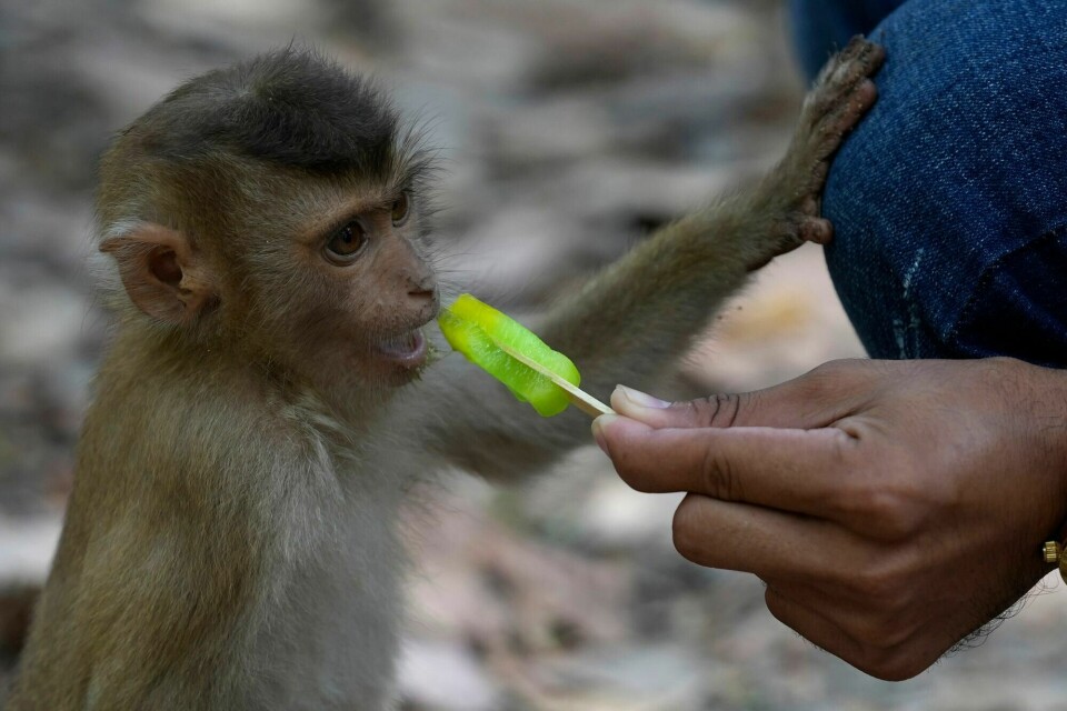 En Youtuber serverer en ispinne til en ung apekatt i Angkor-området i Kambodsja. Svært mange turister tar ikke hensyn til at apene bør ha et naturlig liv, og noen mishandler til og med apene for å få filmer å legge ut på internett. En Youtuber serverer en ispinne til en ung apekatt i Angkor-området i Kambodsja. Svært mange turister tar ikke hensyn til at apene bør ha et naturlig liv, og noen mishandler til og med apene for å få filmer å legge ut på internett.