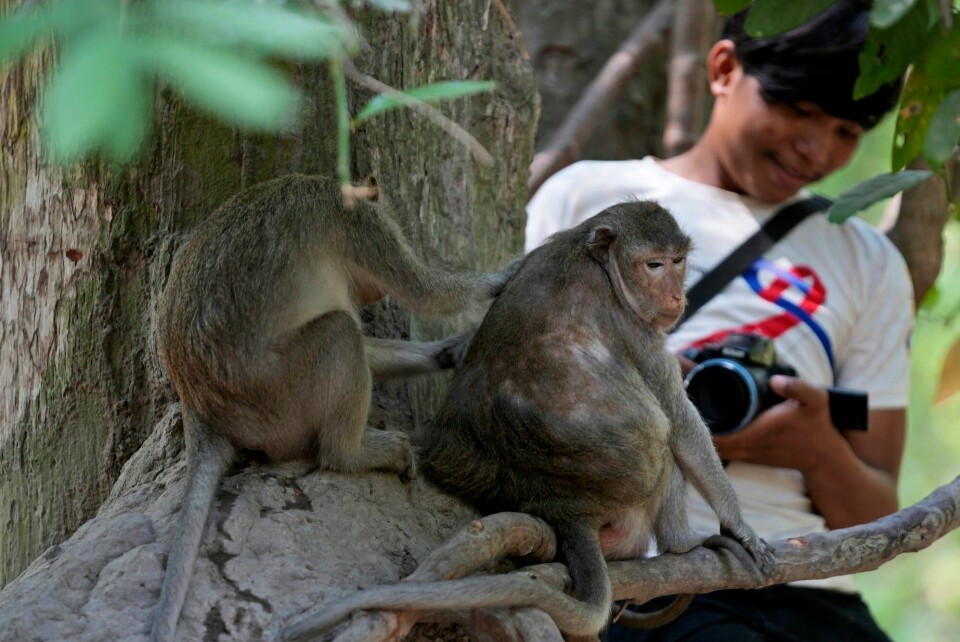 Phut Phu går nærme apene som lever i turistområdet i ruinbyen Angkor i Kambodsja for å få gode filmsnutter av dem. Hun legger filmene ut på Youtube og tjener penger på dem, en virksomhet hun har drevet i to og et halvt år. Phut Phu går nærme apene som lever i turistområdet i ruinbyen Angkor i Kambodsja for å få gode filmsnutter av dem. Hun legger filmene ut på Youtube og tjener penger på dem, en virksomhet hun har drevet i to og et halvt år.