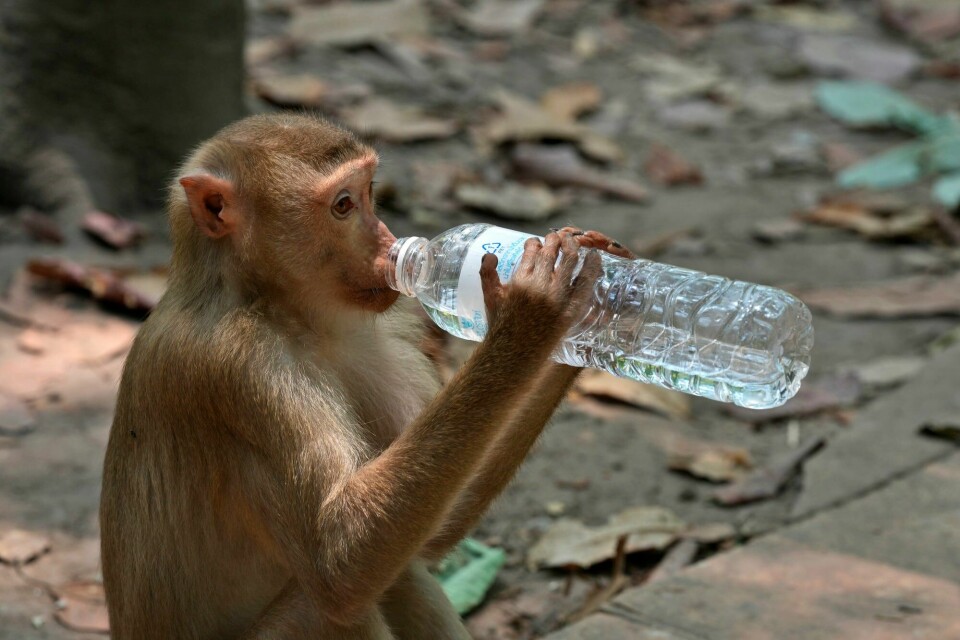 En ape i ruinbyen Angkor i Kambodsja drikker fra en vannflaske. Mange turister gir mat og drikke direkte til apene, som dermed blir vant til en nær interaksjon med mennesker. Det fører til at noen aper direkte angriper turister i et forsøk på å få tak i maten deres. En ape i ruinbyen Angkor i Kambodsja drikker fra en vannflaske. Mange turister gir mat og drikke direkte til apene, som dermed blir vant til en nær interaksjon med mennesker. Det fører til at noen aper direkte angriper turister i et forsøk på å få tak i maten deres.
