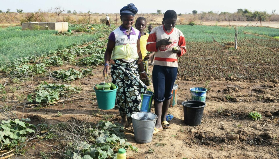En humanitær krise skal raskest mulig skal gå fra å være akutt til å gi flyktninger mulighet til å produsere egen mat ved sine nye hjem, skriver Martha Rubiano Skretteberg. Bildet er fra Mali, der internt fordrevne får mulighet til å dyrke egen mat i kjøkkenhager på sine nye bosettingsplasser. Flyktninger, Mali.