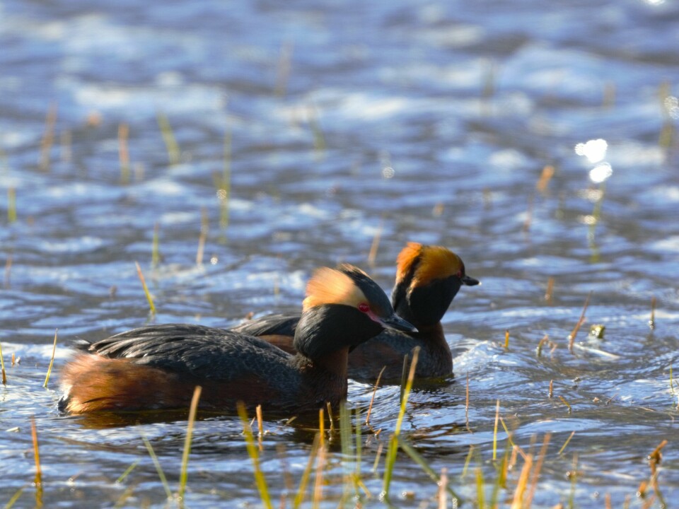 Flere av de norske IBA-ene hvor den truede horndykkeren er å finne, står uten god beskyttelse, konstaterer BirdLife Norge. Flere av de norske IBA-ene hvor den truede horndykkeren er å finne, står uten god beskyttelse, konstaterer BirdLife Norge.