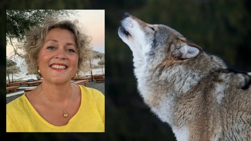 – Det går helt fint å få kontroll på frykt for ulv. Det blir som all annen frykt, sier natur- og dyreverner, og psykologspesialist Ida Skjerden. – Det går helt fint å få kontroll på frykt for ulv. Det blir som all annen frykt, sier natur- og dyreverner, og psykologspesialist Ida Skjerden.
