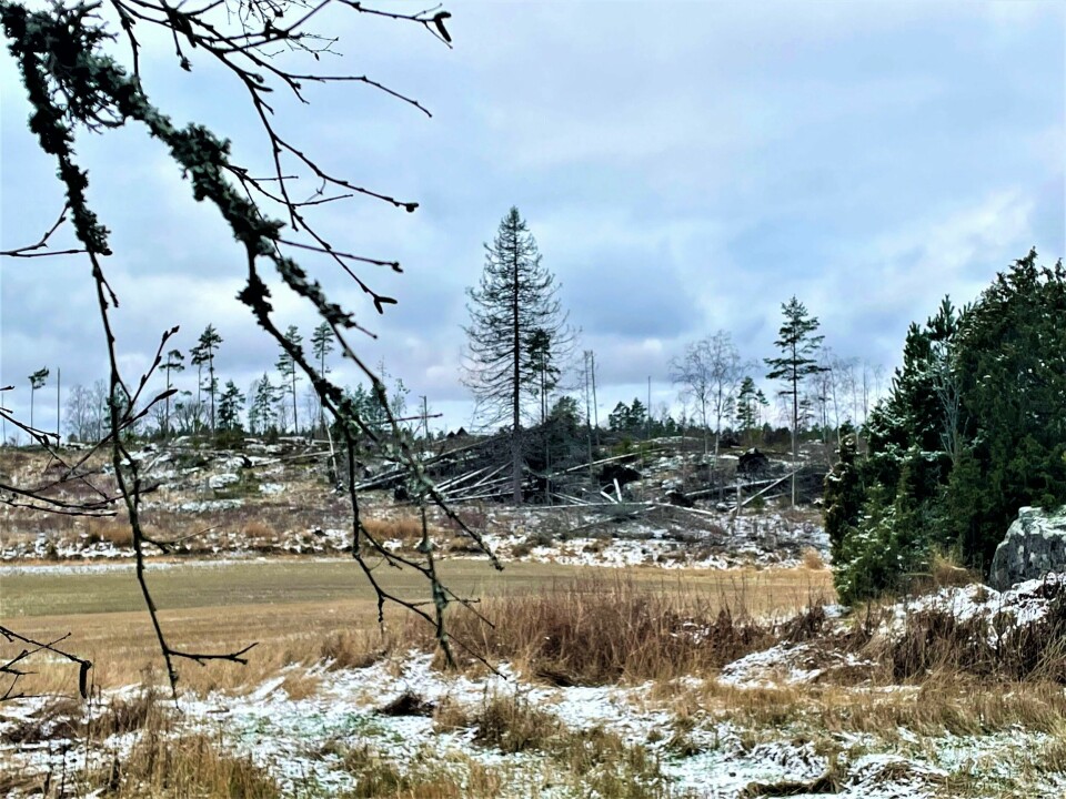 «Skog er leveområde for ca. 60 prosent av alle kjente arter i Norge.»