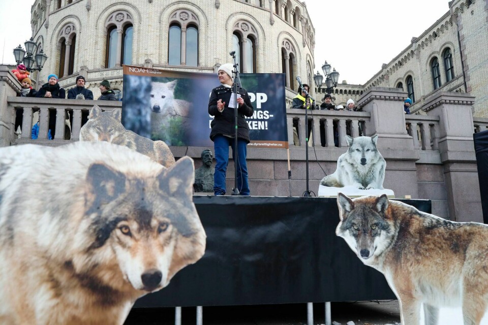 Leder i dyrevernorganisasjonen NOAH, Siri Martinsen, er blant dem som tok regjeringen til Oslo tingrett – og som jubler over at ulvejakta i ulvesonen blir midlertidig utsatt. Leder i dyrevernorganisasjonen NOAH, Siri Martinsen, er blant dem som tok regjeringen til Oslo tingrett – og som jubler over at ulvejakta i ulvesonen blir midlertidig utsatt.