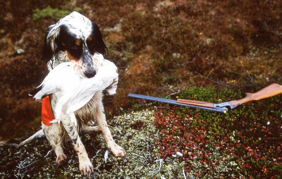 Det kan neppe kalles høsting om jegere tar seg fri fra jobben og kommer hjem med fra null til tre ryper. Maten er heller ikke særlig kortreist hvis byfolk kjører til fjellet for å skaffe noen munnfuller med mat, skriver Gunnar Hasle. Småviltjakt, hund, rype, hagle.
