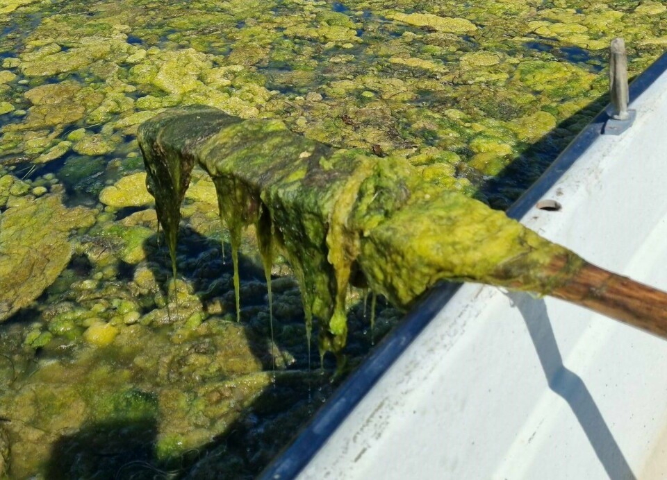 Trådalger, ofte kalt lurv, som fullstendig dekker overflaten i Indre Viksfjord naturreservat i Oslofjorden. I flere år har NIVA sett at ålegressengene er fullstendig dekket med lurv, noe som ødelegger for overlevelse og vekst, og vil kunne gi oksygenmangel når det blir for mye av det.