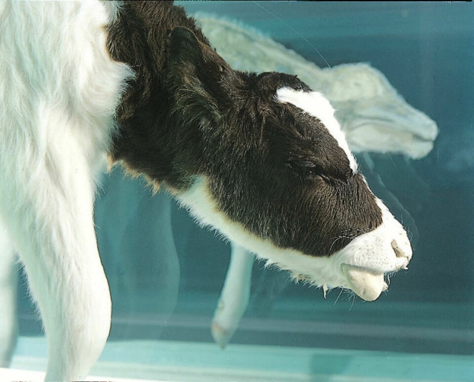Astrup Fearnley-museet har flere internasjonalt berømte ikonverk som tiltrekker seg besøkende fra hele verden. Damien Hirsts «Mother and Child (Divided)» er ett av dem. FOTO: berit roald/NTB scanpix Astrup Fearnley-museet har flere internasjonalt berømte ikonverk som tiltrekker seg besøkende fra hele verden. Damien Hirsts «Mother and Child (Divided)» er ett av dem. FOTO: berit roald/NTB scanpix