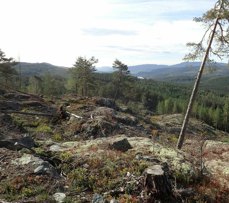 Snauhogst, slik som her i Notodden, kan gjøre tilværelsen vanskelig for mange allerede truede arter, påpeker BioFokus. Snauhogst, slik som her i Notodden, kan gjøre tilværelsen vanskelig for mange allerede truede arter, påpeker BioFokus.