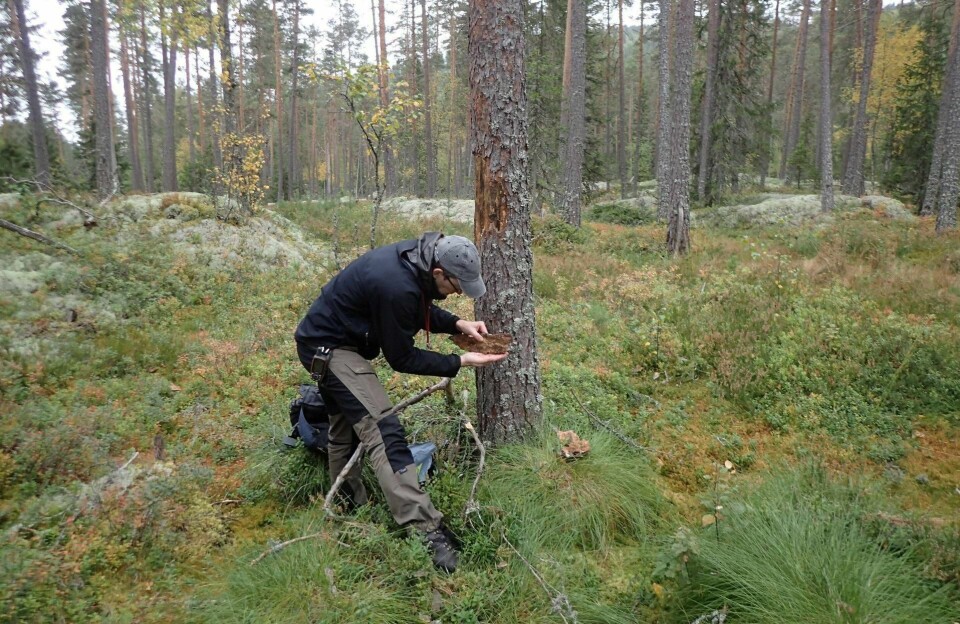 Den sjeldne barkbillen befant seg bokstavelig talt mellom barken og veden da biologer fra BioFokus kom over den. – Ved første øyekast ble den anslått til å være en av de mer utbredte Orthotomicus-artene. Vel hjemme ble det under lupa konstatert at det faktisk var den antatt utdødde Orthotomicus longicollis, forteller en oppglødd Sigve Reiso ved BioFokus.