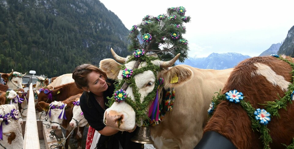 Tipper denne kua heller vil ha en klem enn å gå med denne hodepynten. Herdswoman Petra stands next to cows on a special boat during the so-called 'Almabtrieb' (cattle drive) as they return from the mountain pastures, near the village of Schoenau on Lake Koenigssee in the German Alps, southern Germany, on October 2, 2020. - During the traditional 'Almabtrieb' event, cattle herds are brought from alpine pastures, where they stay during summer, to their stables in the valley. (Photo by Christof STACHE / AFP)