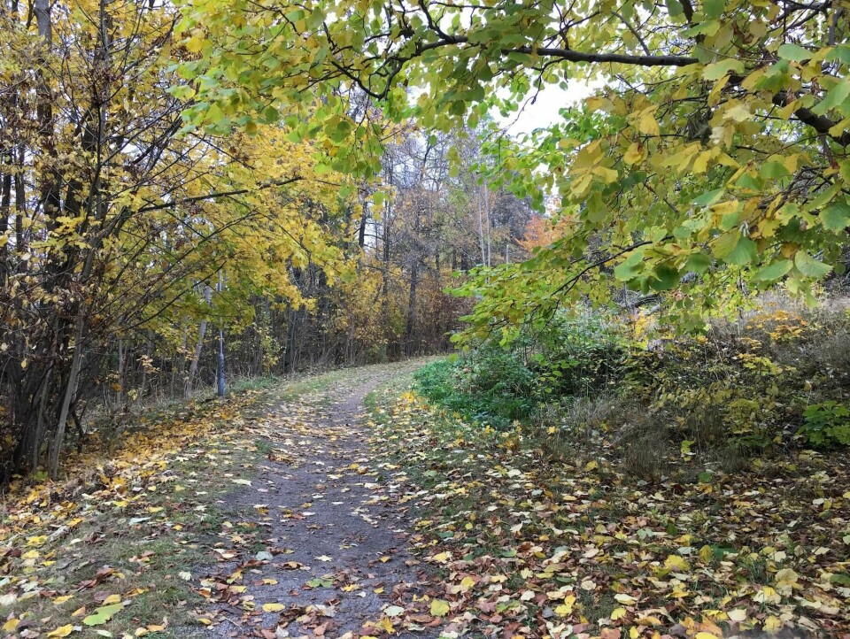 Bratliparken ligger sentralt til i Fredrikstad og byr på spennende turmuligheter. Bratliparken ligger sentralt til i Fredrikstad og byr på spennende turmuligheter.