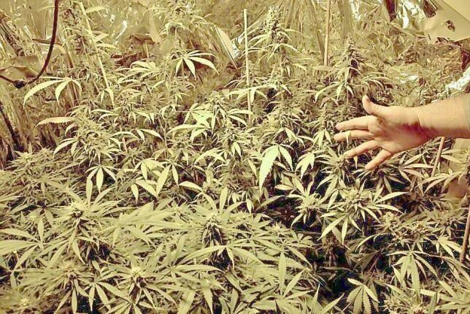 Kun timer etter at Dagsavisen Fremtiden var på besøk, høstet «Anders» nærmere en halv kilo marihuana. Da hadde plantene stått i nærmere åtte uker før tørkeprosessen skal starte. FOTO: RONNY JOHNSEN