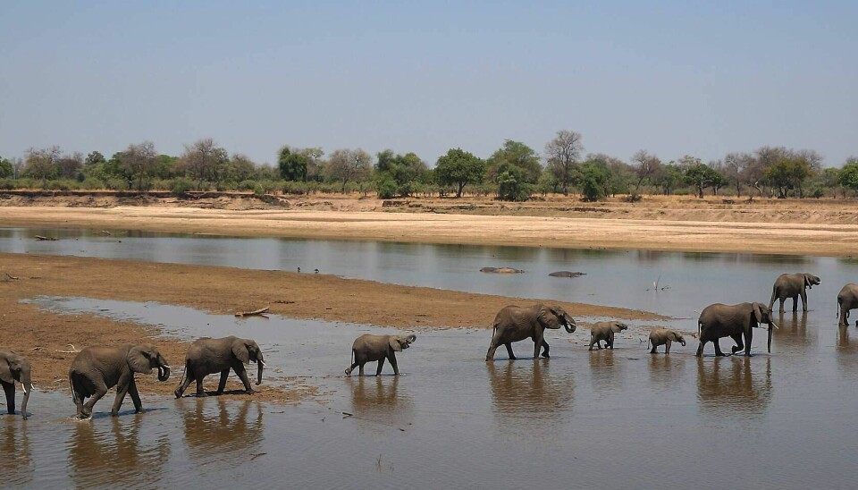 South Luangwa lever absolutt opp til sitt rykte som et av Afrikas mest spektakulære safariområder, med store elefantflokker. FOTO: CHRISTINE BAGLO