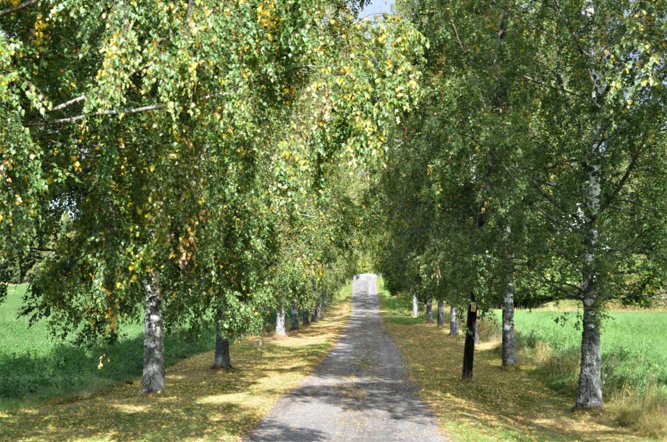 Mange drømmer om småbruk og egen allé til eiendommen, som her på Hvidsten i Spydeberg. Mange drømmer om småbruk og egen allé til eiendommen, som her på Hvidsten i Spydeberg.