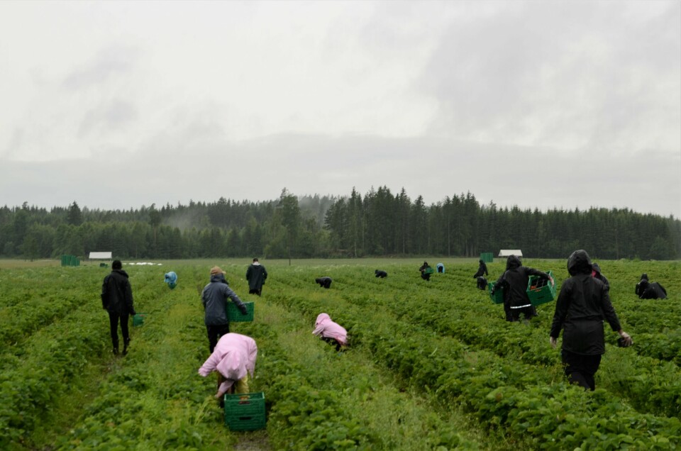 Høsting av jordbær må skje uavhengig av været. Høsting av jordbær må skje uavhengig av været.
