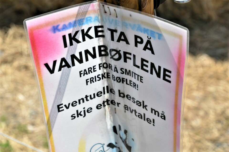 Det er mange som ønsker å se på vannbøflene til Thea Haugerud og Håkon Marius Burum. Uanmeldte besøk er hun ikke glad i. For å ha kontroll på et eventuelt smitteutbrudd, ber hun om at besøkende gjør en avtale. Det er mange som ønsker å se på vannbøflene til Thea Haugerud og Håkon Marius Burum. Uanmeldte besøk er hun ikke glad i. For å ha kontroll på et eventuelt smitteutbrudd, ber hun om at besøkende gjør en avtale.
