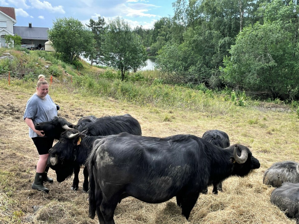 – Vannbøfler er vennligsinnede og ekstremt kosete, smiler Thea Haugerud på Ørken gård. – Vannbøfler er vennligsinnede og ekstremt kosete, smiler Thea Haugerud på Ørken gård.