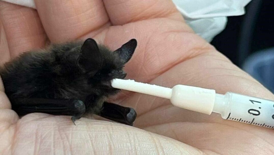 Kvaleng har fôret opp den lille flaggermusa med en blanding av geitemelk, D-vitamin, kalsium og litt morsmelkerstatning for katt som må gis med sprøyte Flaggermusunge mates med sprøyte.