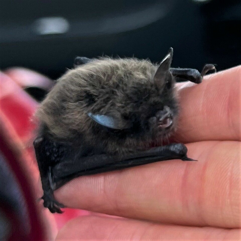 Den iltre krabaten veier bare rundt fem gram, og dekker knapt nok to fingertupper på matmorens hånd Flaggermusungen er så liten at den knapt dekker to fingertupper på Mette Kvalengs hånd.