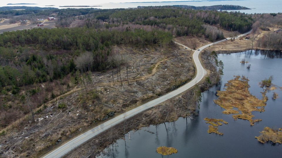 Ifølge politiets beregninger ble det felt 537 trær fra Vardåsen naturreservat, som ligger helt inntil Botnertjernet (til høyre). Hogsten på venstre side av veien var ikke ulovlig. Dette bildet er tatt 6. april 2021, altså godt over ett år etter at hogsten fant sted. Hogst i Vardåsen naturreservat.