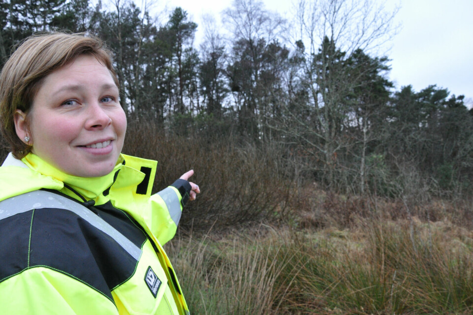 Aina Hovden Lunde i Stavanger kommune ved skogen hvor etter hennes vurdering seks eller syv rådyr lever sammen. Rådyrbestanden i kommunen holder seg stabil. Ved Jåtten Nord ble det tildelt fire ekstra fellingstillatelser, med påtrykk om at det måtte være kalver. Det er jaktetisk riktig å felle kalvene før moren, sier Hovden Lunde til RA. Aina Hovden Lunde i Stavanger kommune ved skogen hvor etter hennes vurdering seks eller syv rådyr lever sammen. Rådyrbestanden i kommunen holder seg stabil. Ved Jåtten Nord ble det tildelt fire ekstra fellingstillatelser, med påtrykk om at det måtte være kalver. Det er jaktetisk riktig å felle kalvene før moren, sier Hovden Lunde til RA.