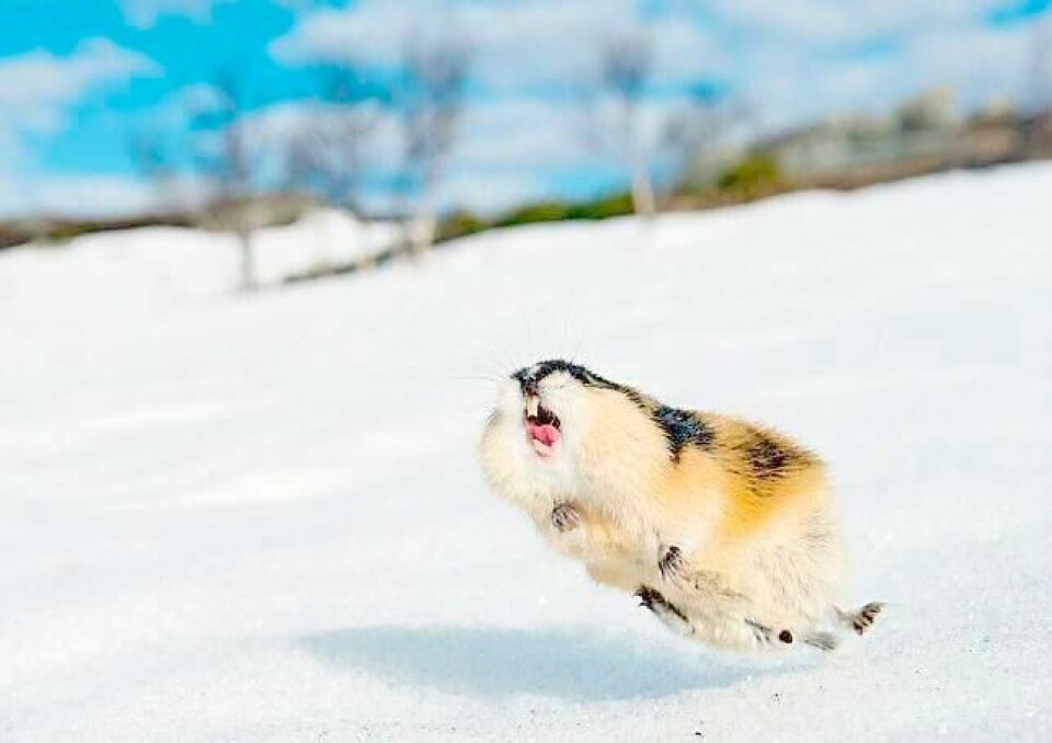 Lemen er en nøkkelart for økosystemet i den norske fjellheimen. De små gnagerne må ha gode snøforhold for å kunne yngle i hopetall. FOTO: ERLEND HAARBERG/NTB SCANPIX