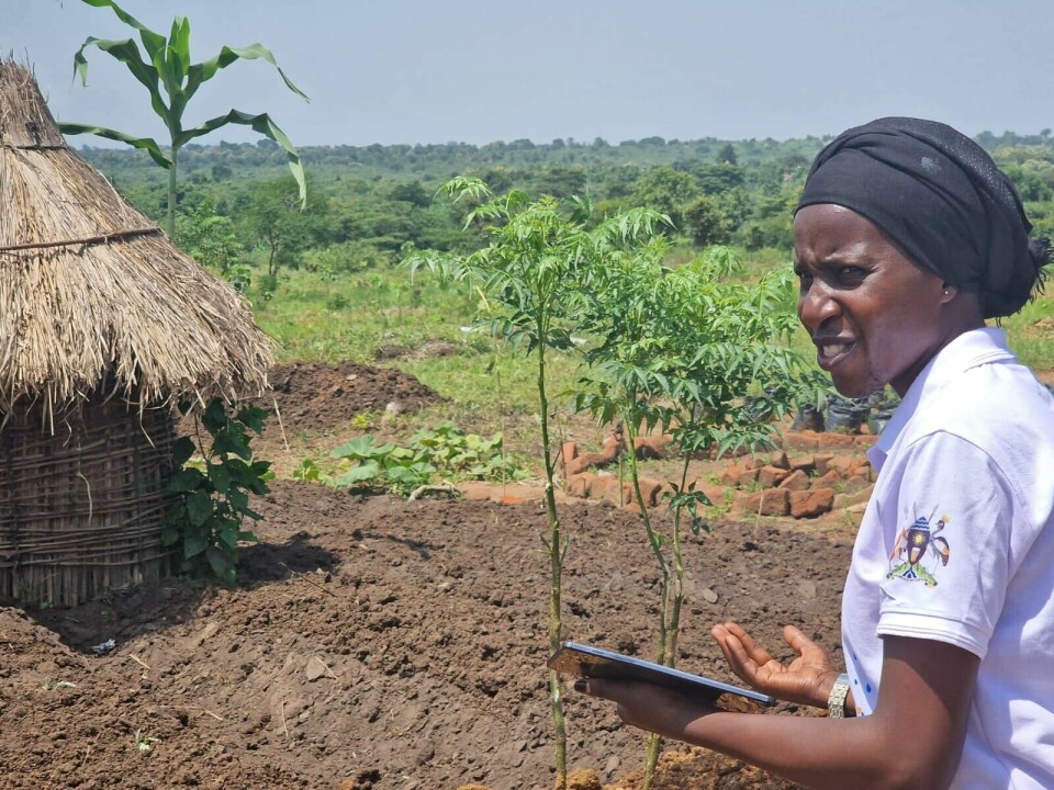 Caritas har ansatt agronomer i Uganda som veileder flyktninger i jordbruk. Caritas har ansatt agronomer i Uganda som veileder flyktninger i jordbruk.
