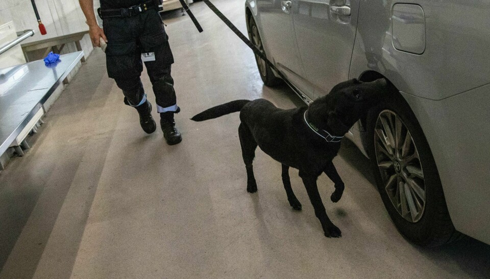 Et av tidenes største hasjbeslag ble gjort på Svinesund i april i år. Her er tolltjenestehunden Mike i aksjon ved en tidligere anledning. Et av tidenes største hasjbeslag ble gjort på Svinesund i april i år. Her er tolltjenestehunden Mike i aksjon ved en tidligere anledning.