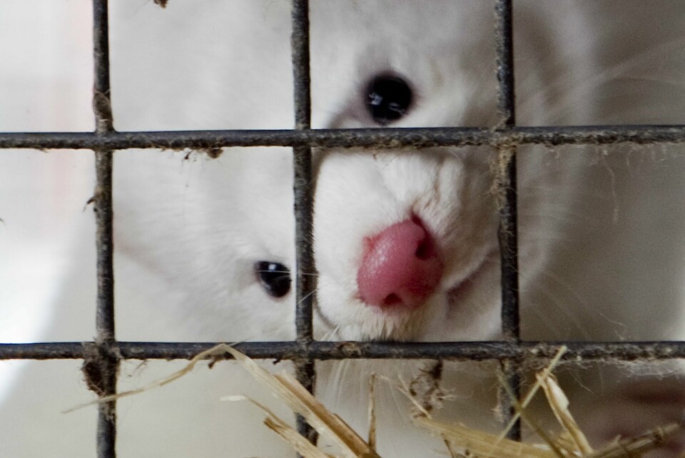 All mink på farmer med fugleinfluensa i Finland avlives. Illustrasjonsfoto: