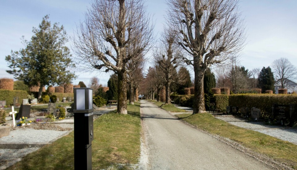 Et tre som sto inne på Eiganes gravlund brant natt til torsdag. Politiet tror brannen var påsatt. Illustrasjonsfoto Eiganes gravlund
