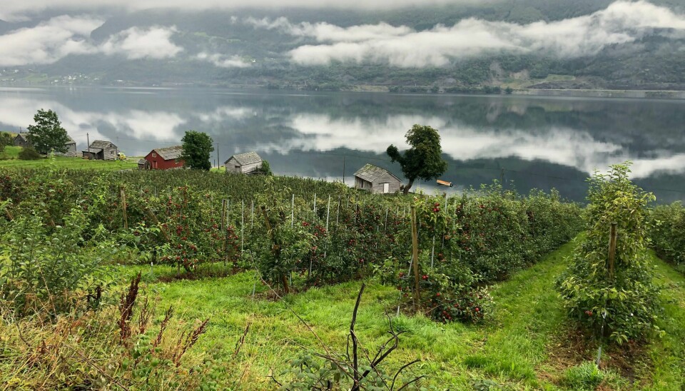 Sørfjorden i Hardanger slik den tar seg ut fra Aga gård der epler i tusenvis blir til sider. Området kan bli et enda mer attraktivt reisemål når folk fra Syden vil til Norden. Hardanger