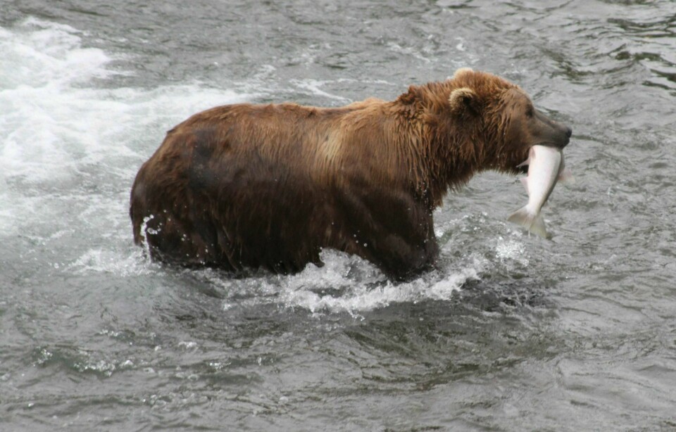 En brunbjørn fanger laks i en elv i Alaska. Delstaten har et rikt dyreliv, men i sommer har klimaendringene gjort flere av elvene så varme at laksen blir kvelt.