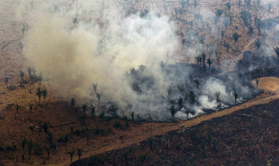 Amazonas: Avskogingen i Amazonas, verdens største regnskog, har økt kraftig etter at Bolsonaro ble president i Brasil. Amazonas: Avskogingen i Amazonas, verdens største regnskog, har økt kraftig etter at Bolsonaro ble president i Brasil.